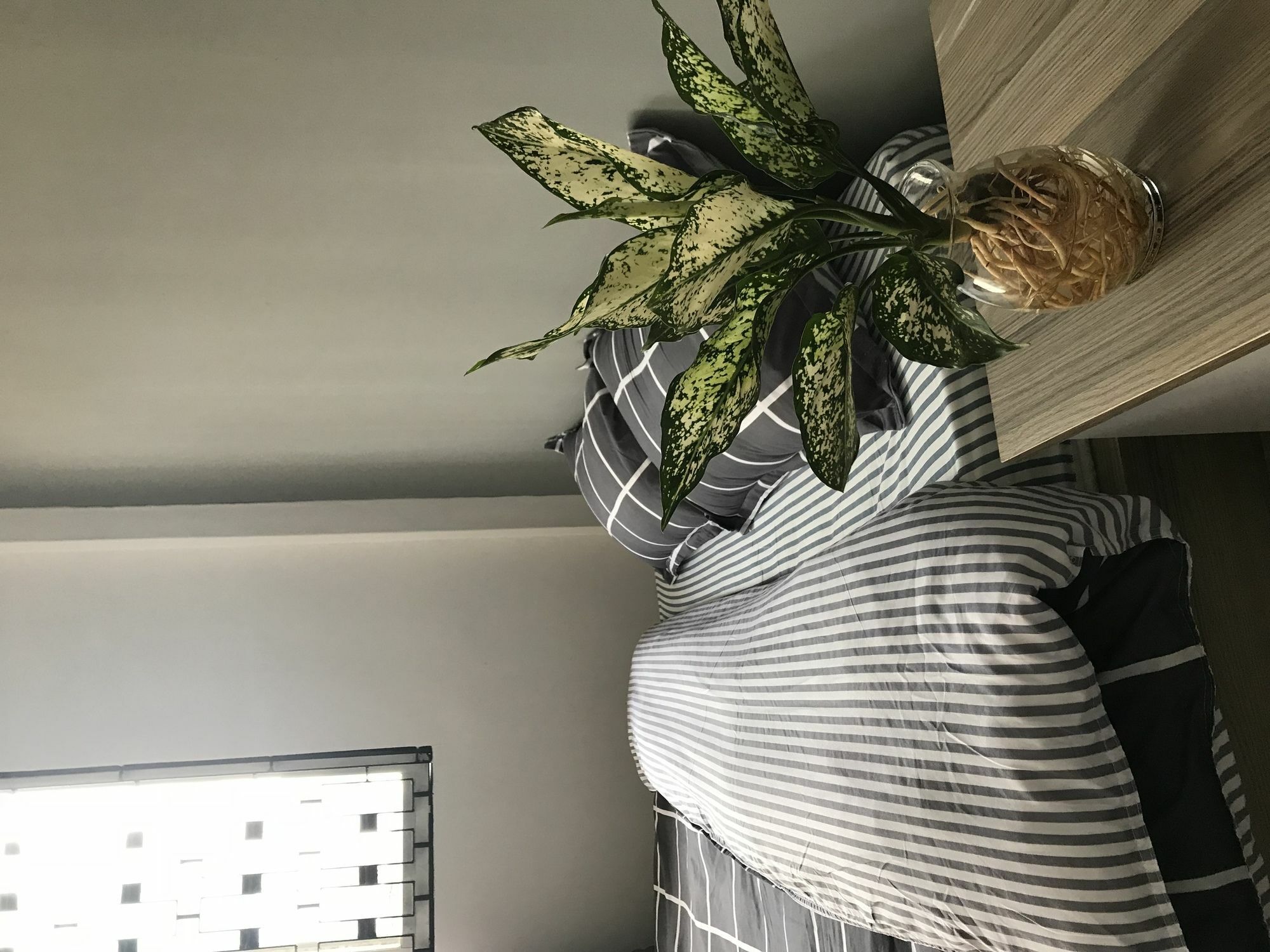 הו צ'י מין סיטי Meowies Homestay מראה חיצוני תמונה
